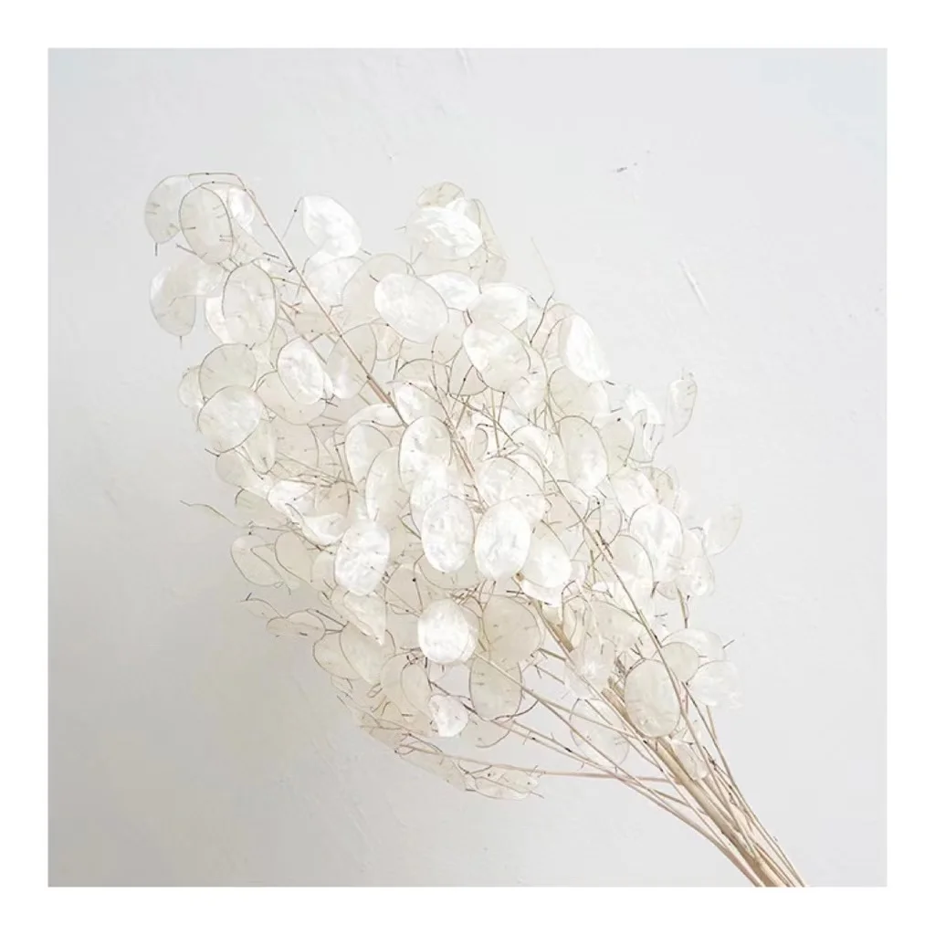 Florist supply dried Lunaria annua & money plant flower  for dry eringium flower art