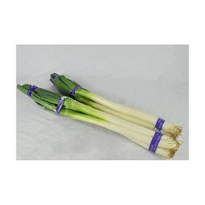 
China Supplies Large Quantities Of Organically Grown Chinese Evergreen Fresh Onions for Eating Green Onions 