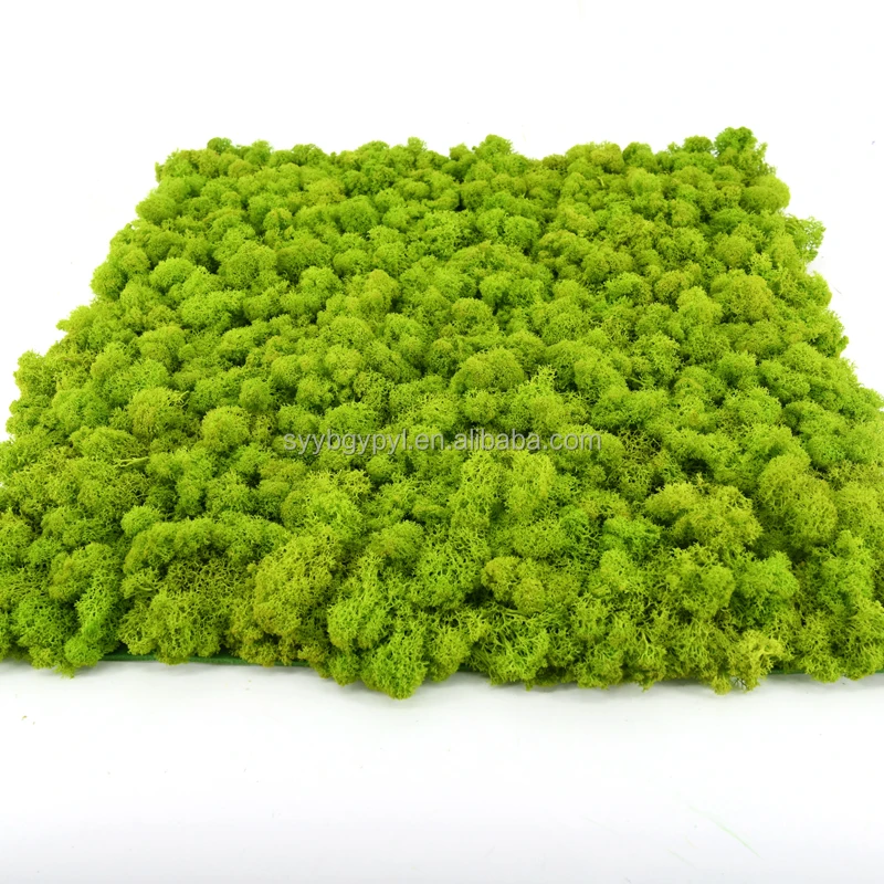 DIY Preserved Stabilized Natural Reindeer Moss decorative 3d 50cm yellowish-green Artificial Moss Wall Panel