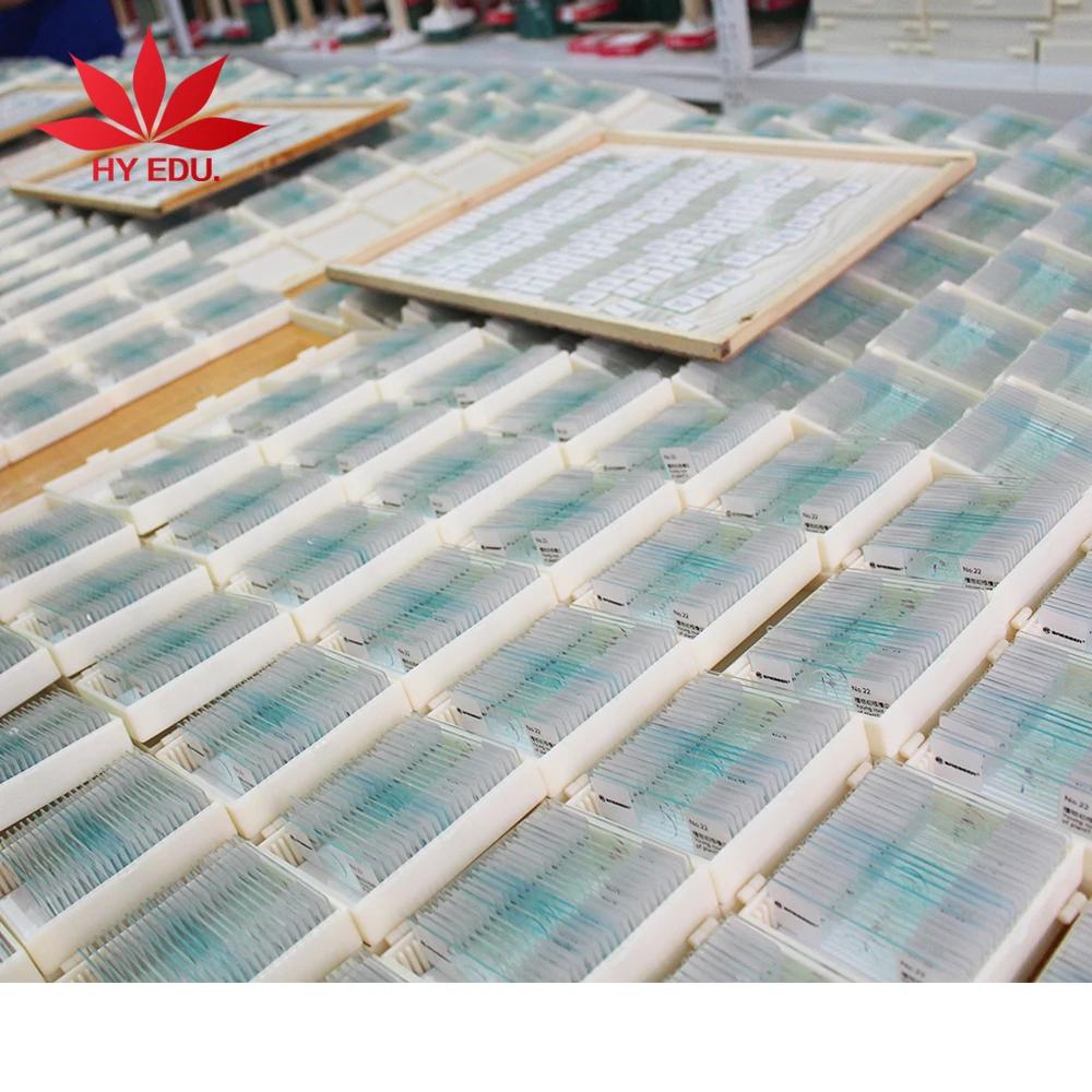 Медицинская наука животных Гистология слайд набор гладкой Muscie дразнили подготовки w. m