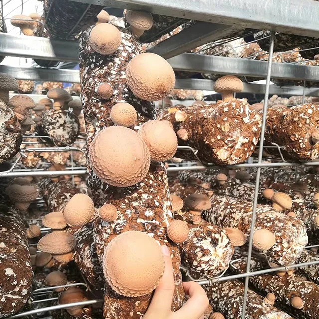 welcomed in Japan shiitake mushroom spawn substrate