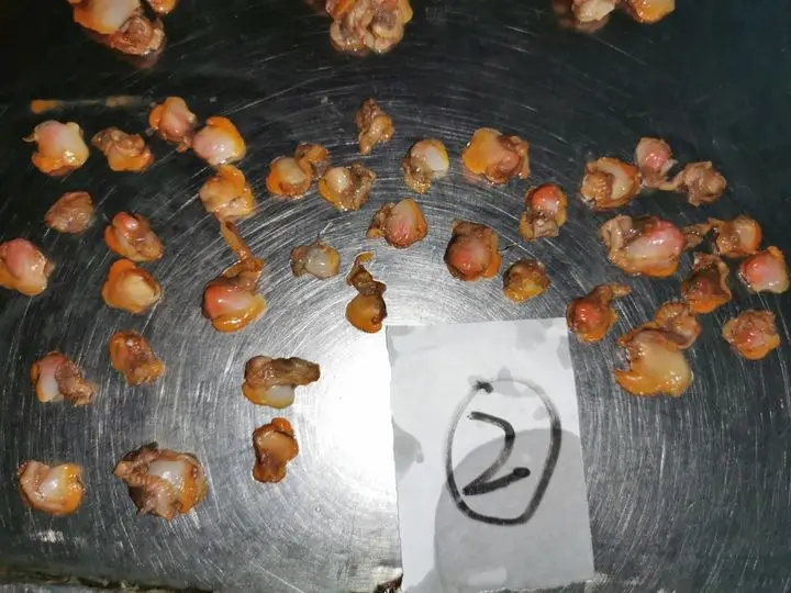 Замороженный блок моллюска крови без