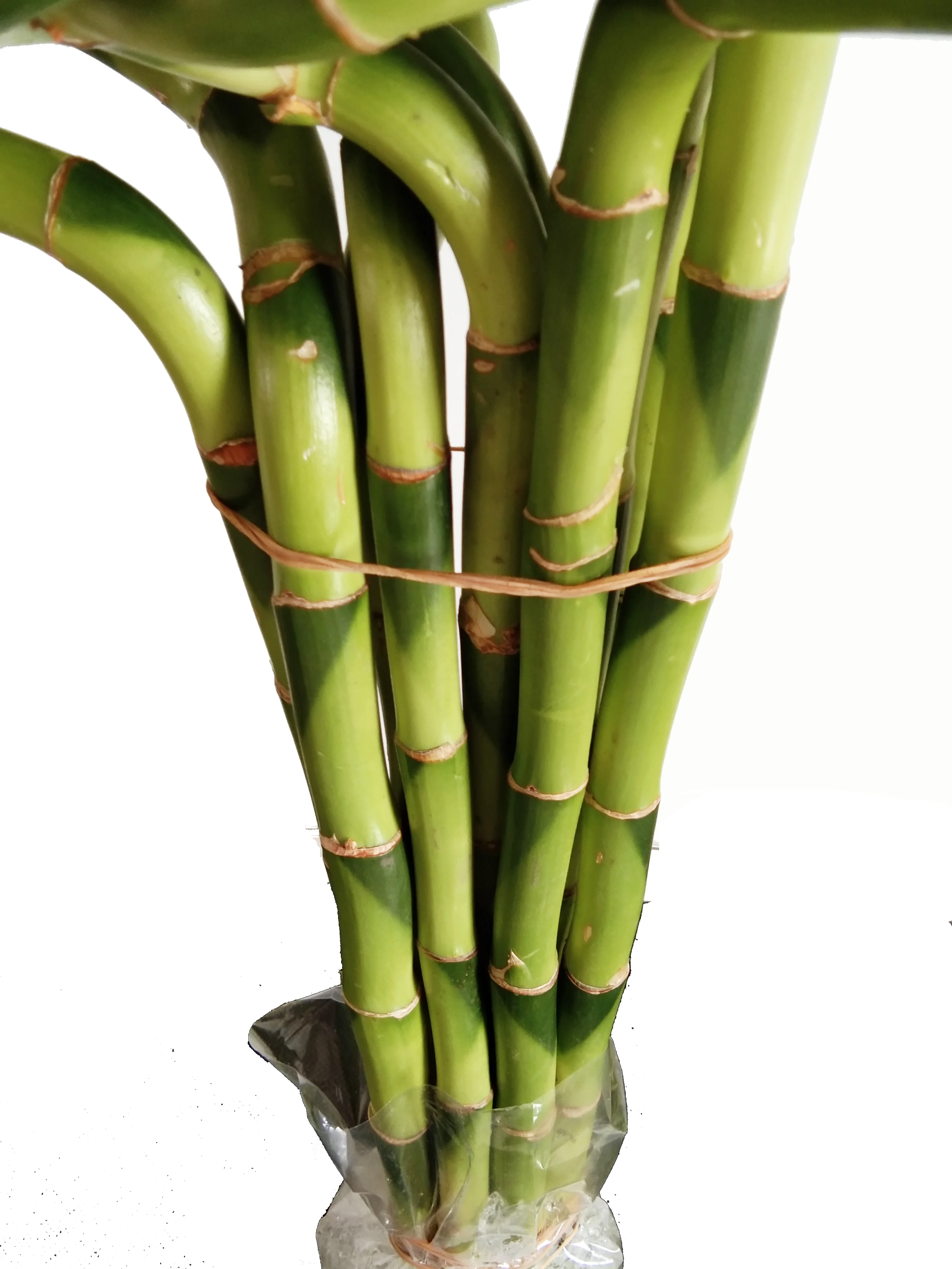 Artificial Spiral Lucky Bamboo Raw Single branch