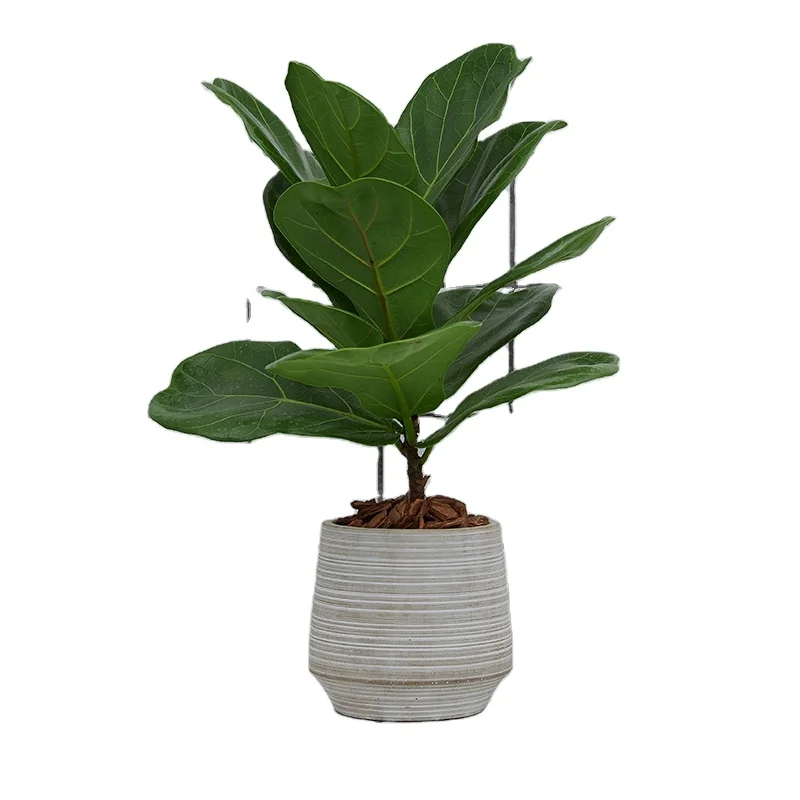 Hotsale Ficus Lyrata, Ficus Pandurata Hance, Ficuslyrata, Ficus bonsai indoor and outdoor ornamental plant