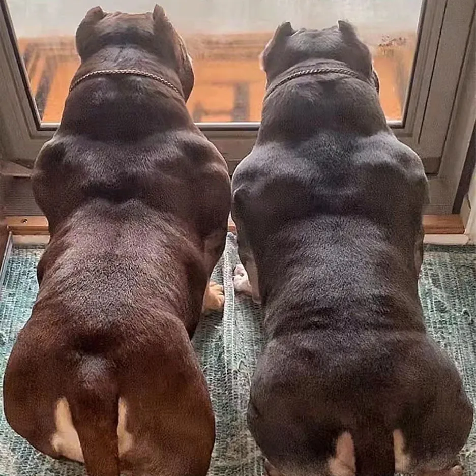 Wholesale pets accessories Gold Silver Black 3/4/5mm solid snake serpentine metal dog training choke chain collar