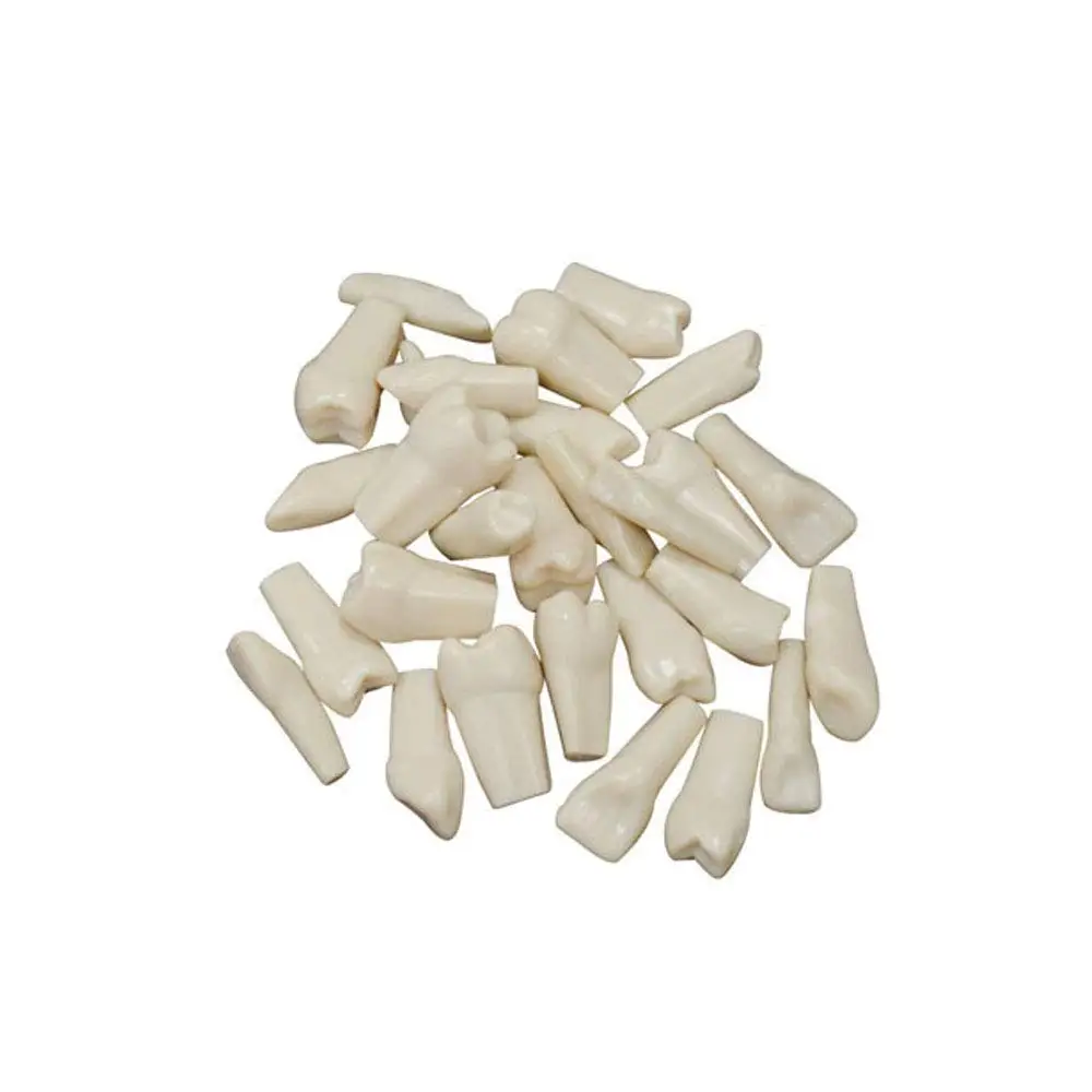 Training anatomy dental tools practical denture printing dental model replacement teeth