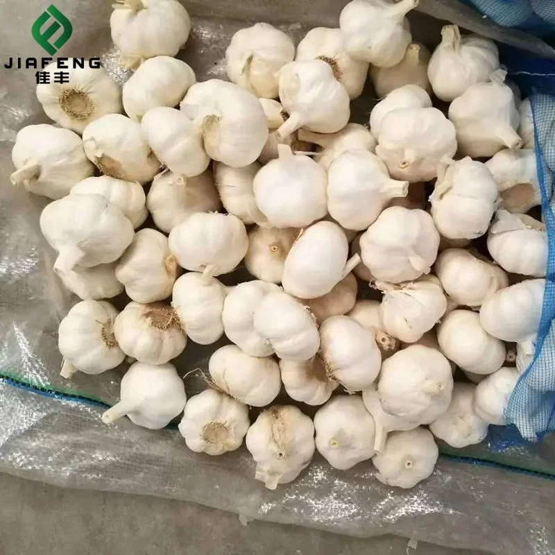 pure white garlic fresh New Season fresh China Garlic For Export Certified Fresh Pure White Garlic