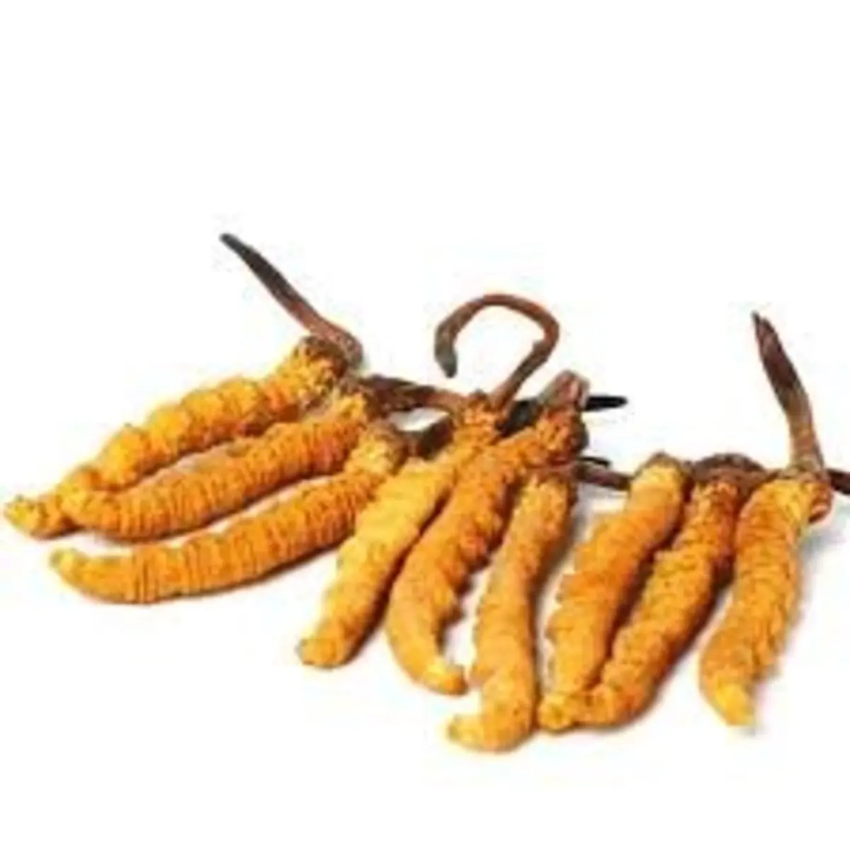 Best Selling Top Quality Tibet Cordyceps Dry Manufacturers What Effect