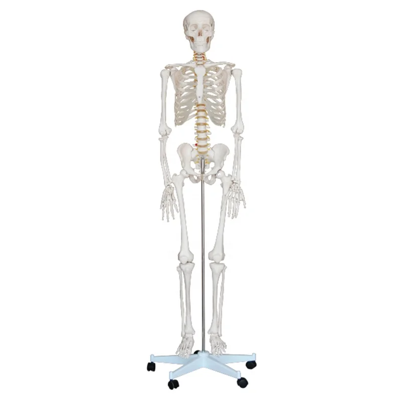 Medical Training Model Educational Anatomical 85Cm 180Cm Human Life Size Plastic Skeleton Model
