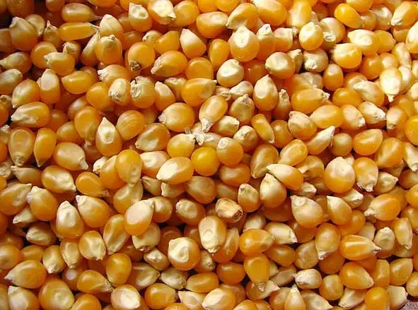 
Yellow Butterfly Popcorn for sale 