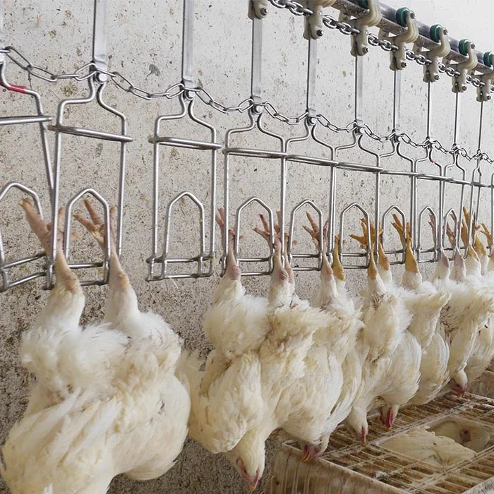 
Semi-automatic abattoir equipment poultry processing equipment chicken 