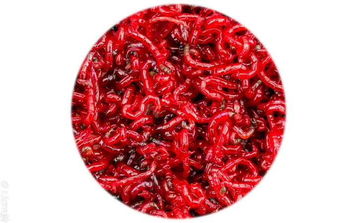 frozen bloodworm