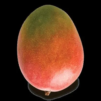 
High Quality Fresh Fruit Keitt Mango 