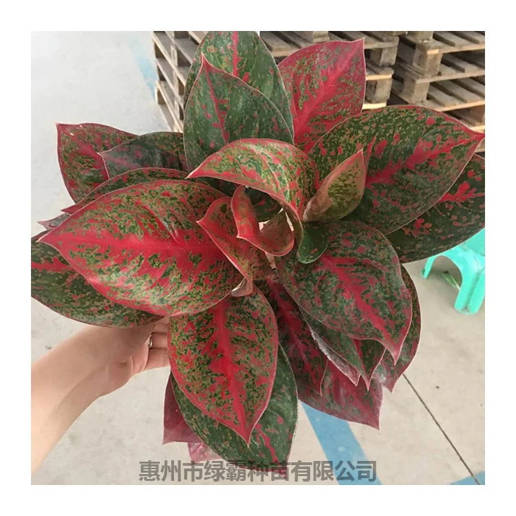 Декоративное растение Китай красное солнце Aglaonema живые растения