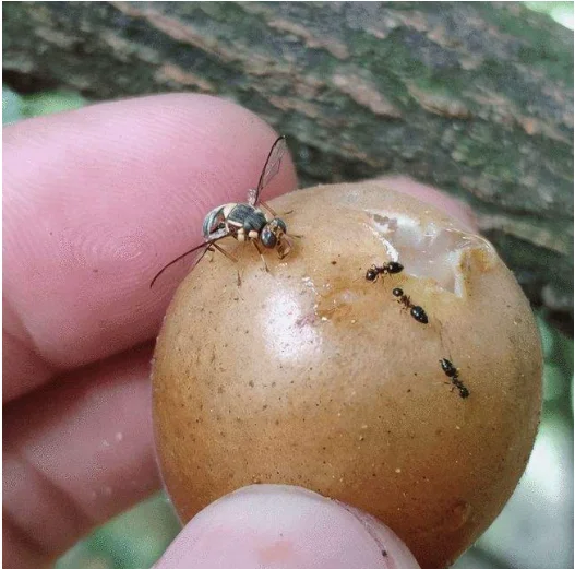BTI mosquito larva Bacillus thuringiensis israel subsp.