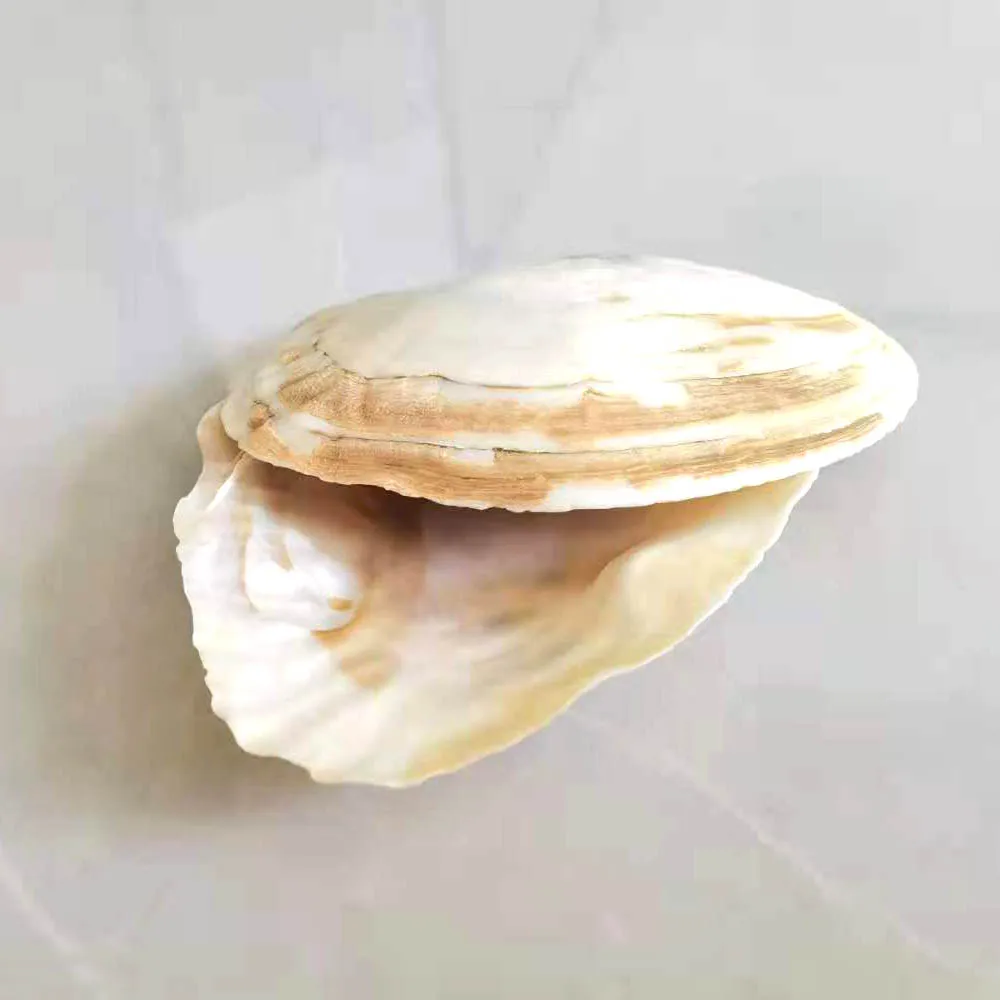 14-15cm Shell Natural Freshwater Polished Pearl Shell Oyster Mother of Pearl for DIY Crafts