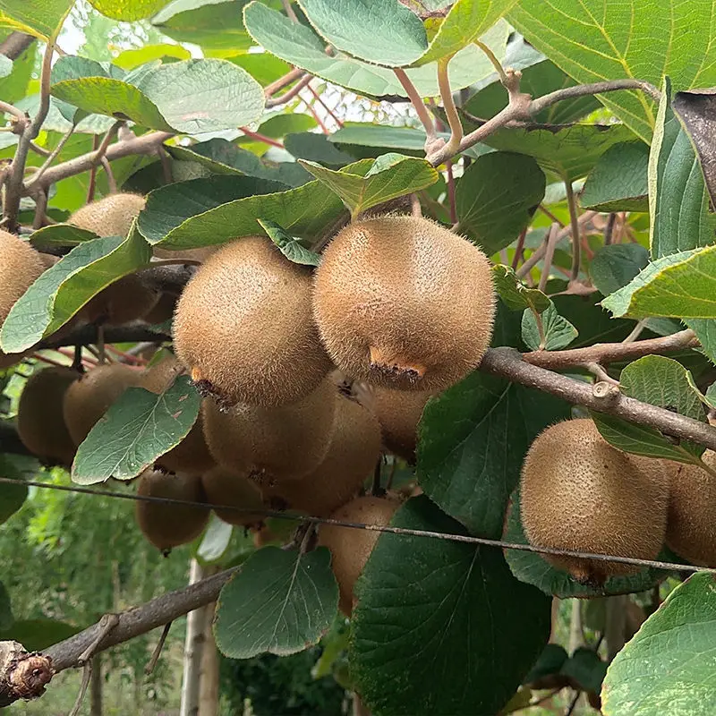 Kiwi Hayward оптовая продажа Китай высокое качество
