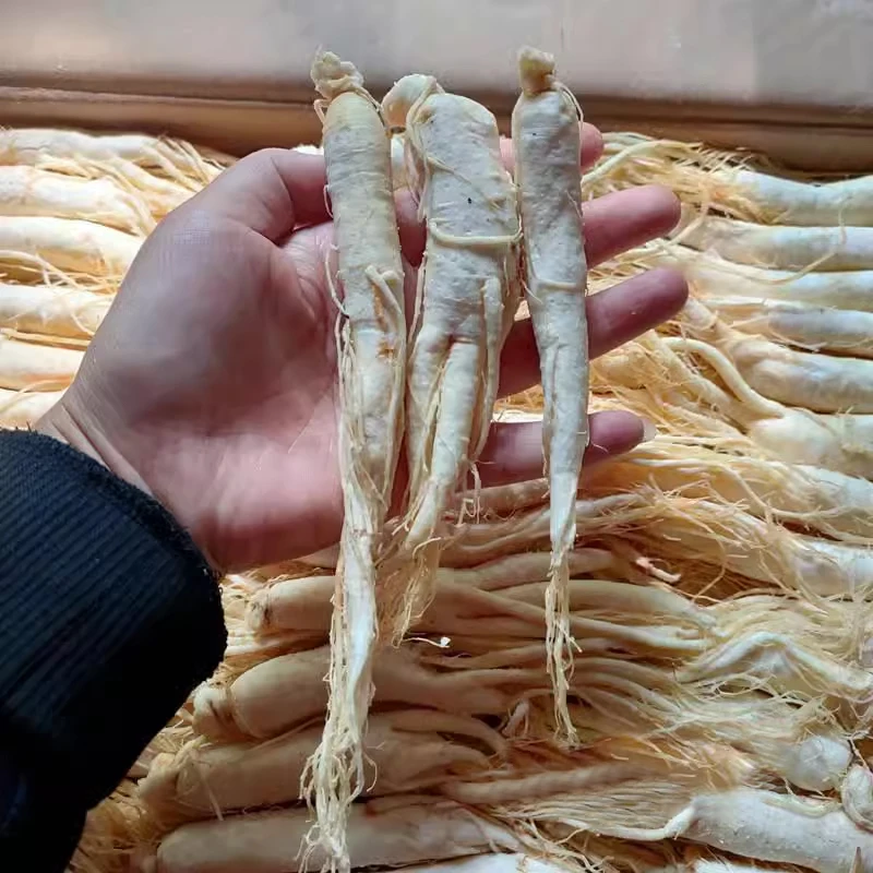 Wholesale Chinese Changbai Mountain  Herb Tea Whole White Ginseng Panax Ginseng Root