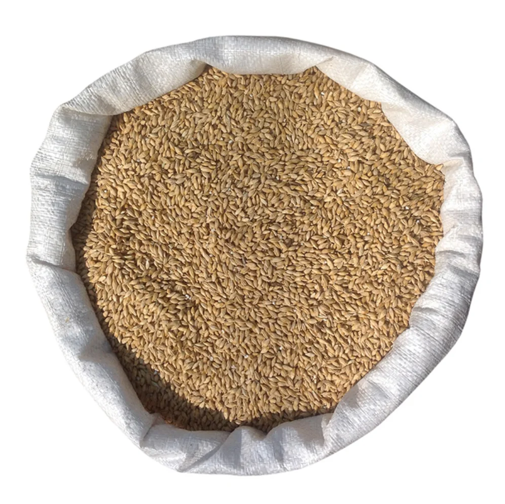 Bulk Raw Natural Feed Barley / Barley Grains For Sale