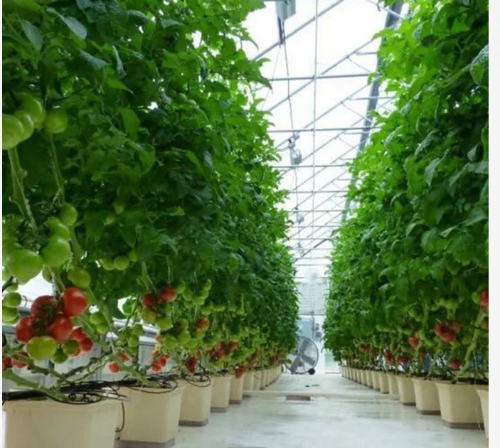 Agriculture Greenhouse Accessories Galvanized Tomato Planting Hook M Hook