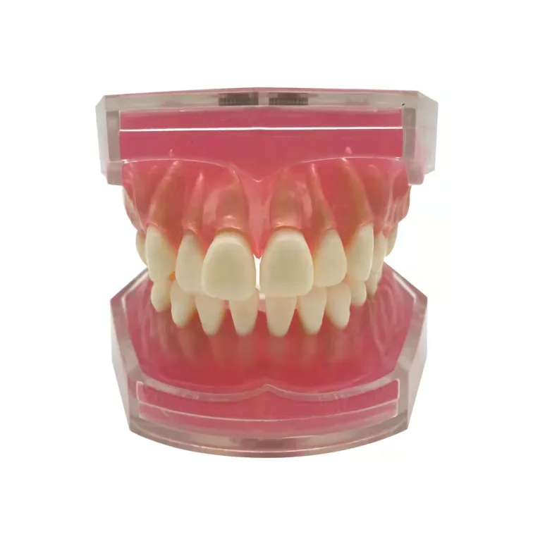 Dental Standard Model Teaching Denture Model Student Doctors Practice Tooth Extraction Model