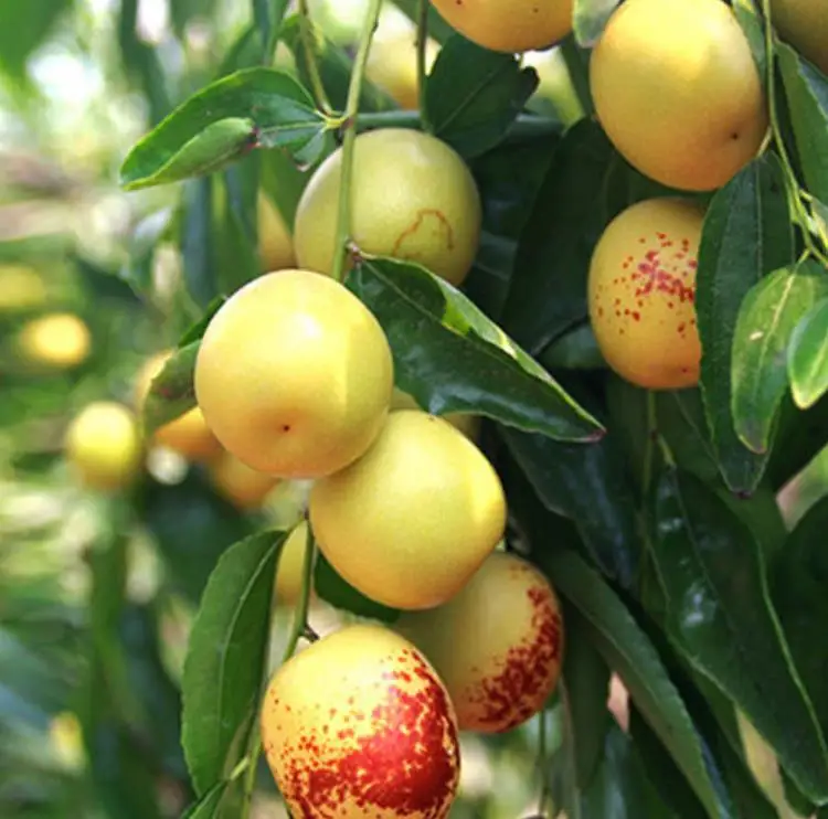 
Crisp Sweet Fresh Round Dates /Winter jujube frutis from Shaanxi China 