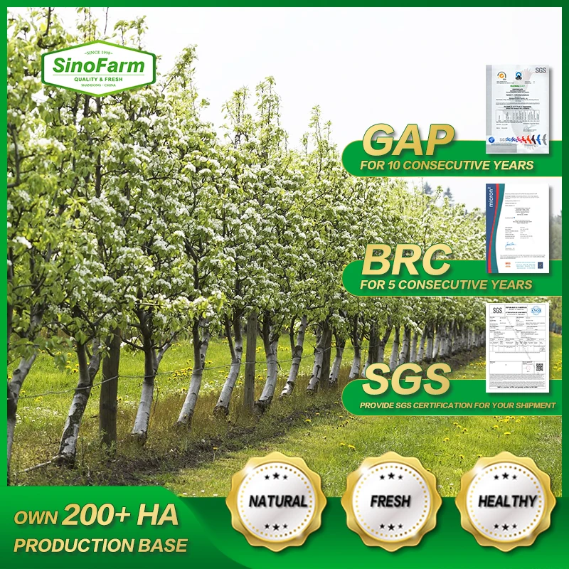 2024 new crop organic carrot 80 150 200 250 300g+ china price good quality per ton fresh carrot for export