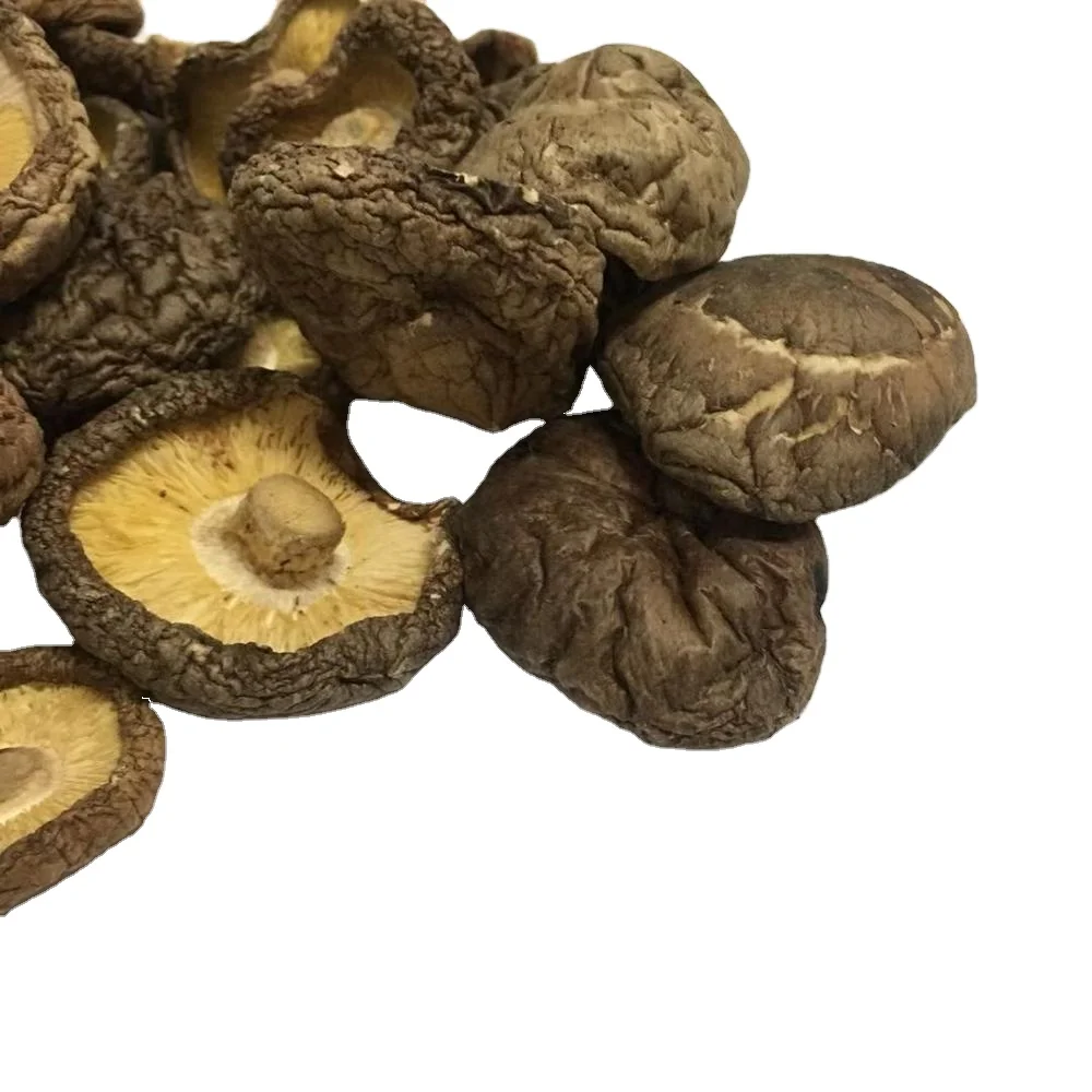 High quality shiitake mushroom extract for sale