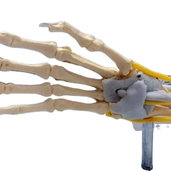 Medical science Adult  muscle nerve ligament human skeleton elbow joint anatomical model