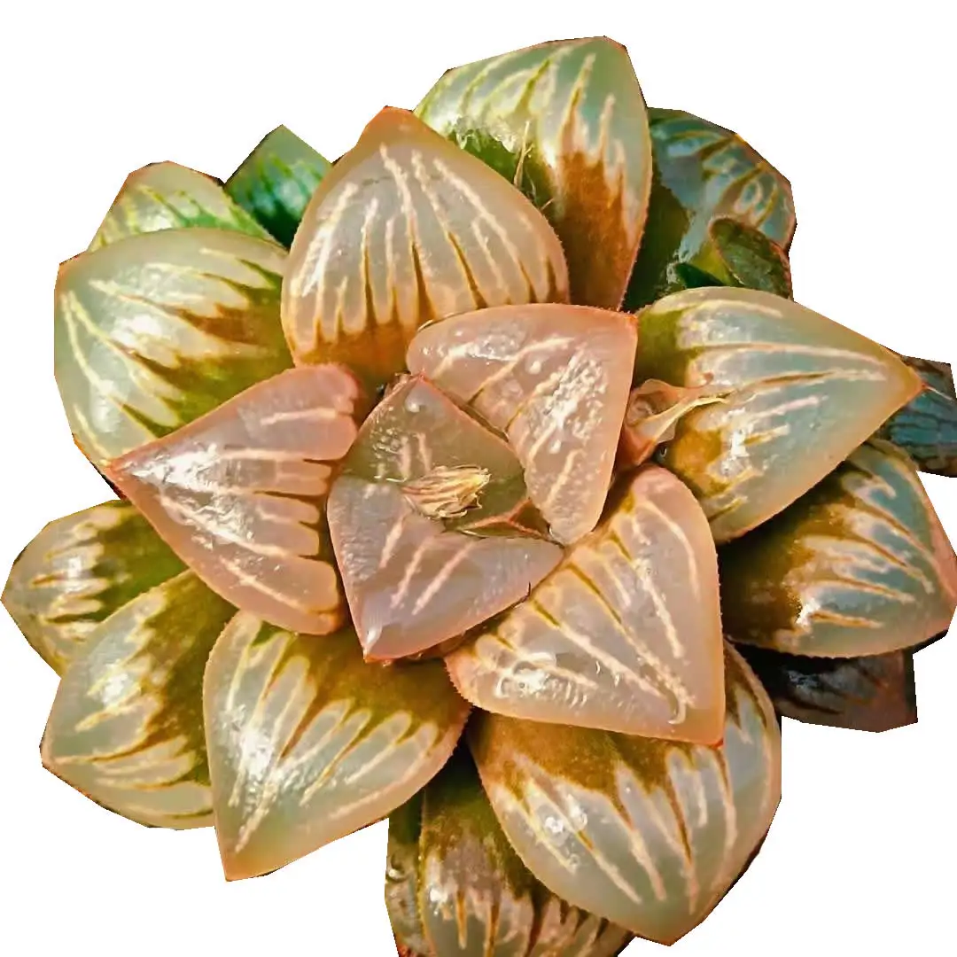 
Natural rare hotsellings Mini Succulent Haworthia mutica white widow 