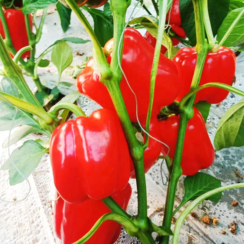 
From the Netherlands high-yielding hybrid sweet chilli colour colourful pepper seeds 