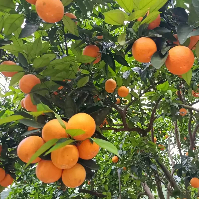 2023 New Crop 100% Natural Pure Healthy Fresh Citrus Fruit From Chinese Farms