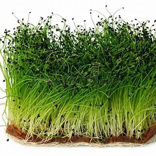 Прорастающий коврик для выращивания microgreens растительное волокно джутовое джутовый войлок