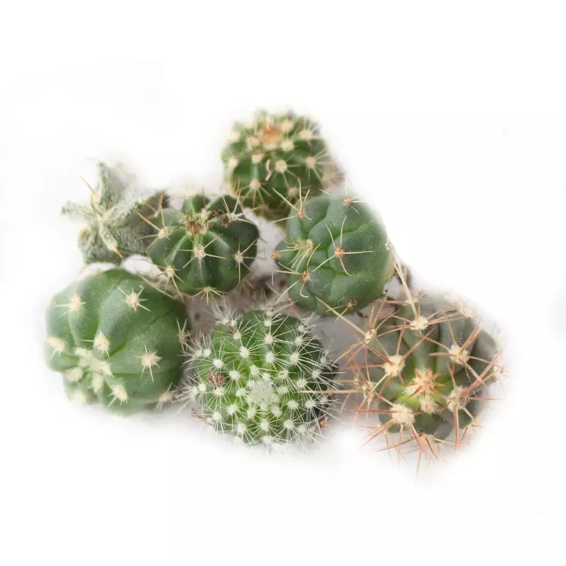 Perennial Cactus Ferocactus Britton & Rose