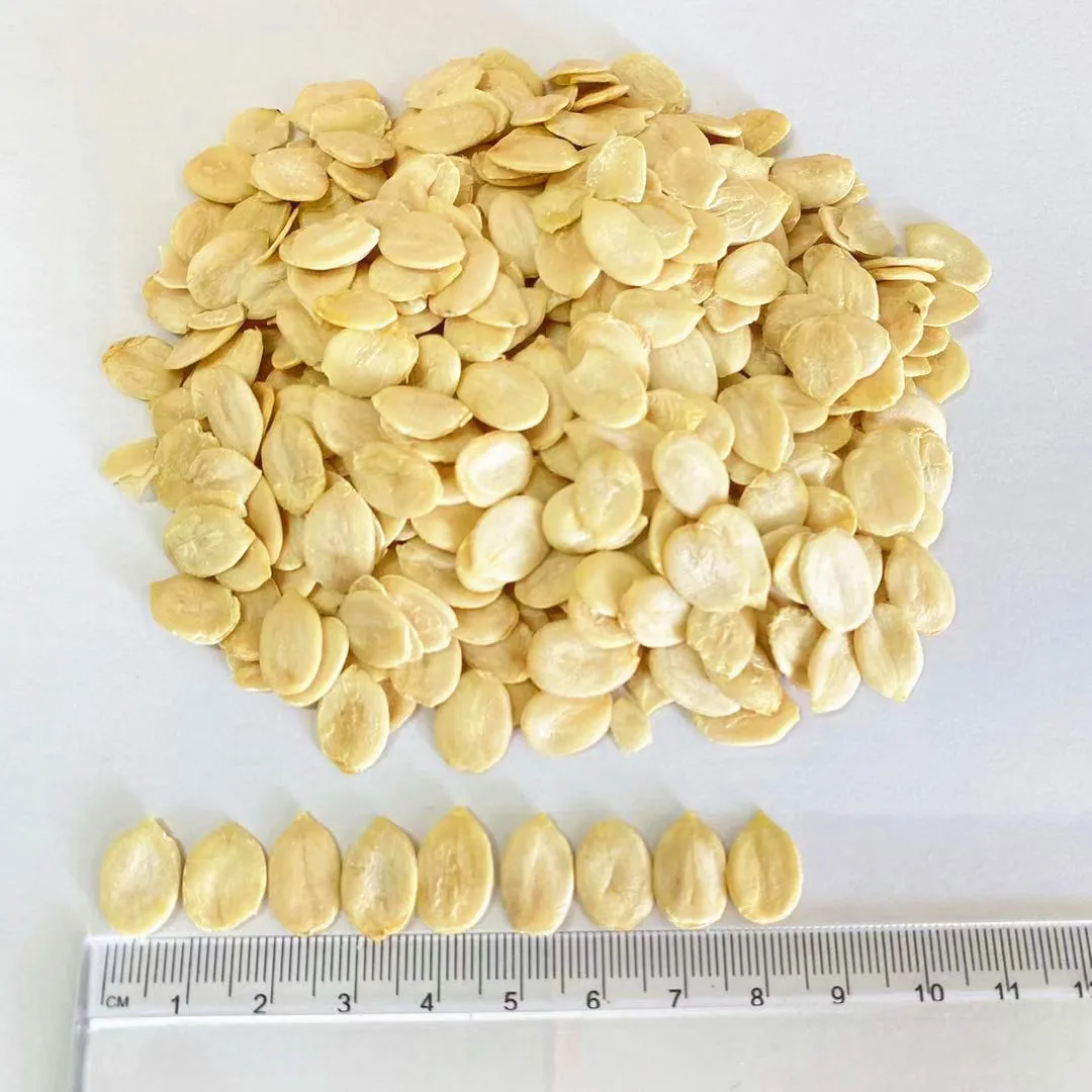 New Crop China Origin  Big Size Watermelon Seeds Kernel Price
