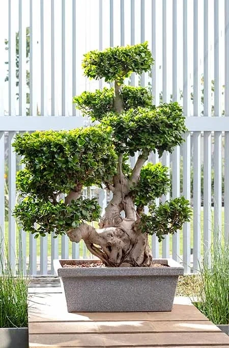 OEM ODM factory customize Garden Rotomolding Large Big Size Tree Plant Plastic Flower Planter Pots Decoration  Roto Molding