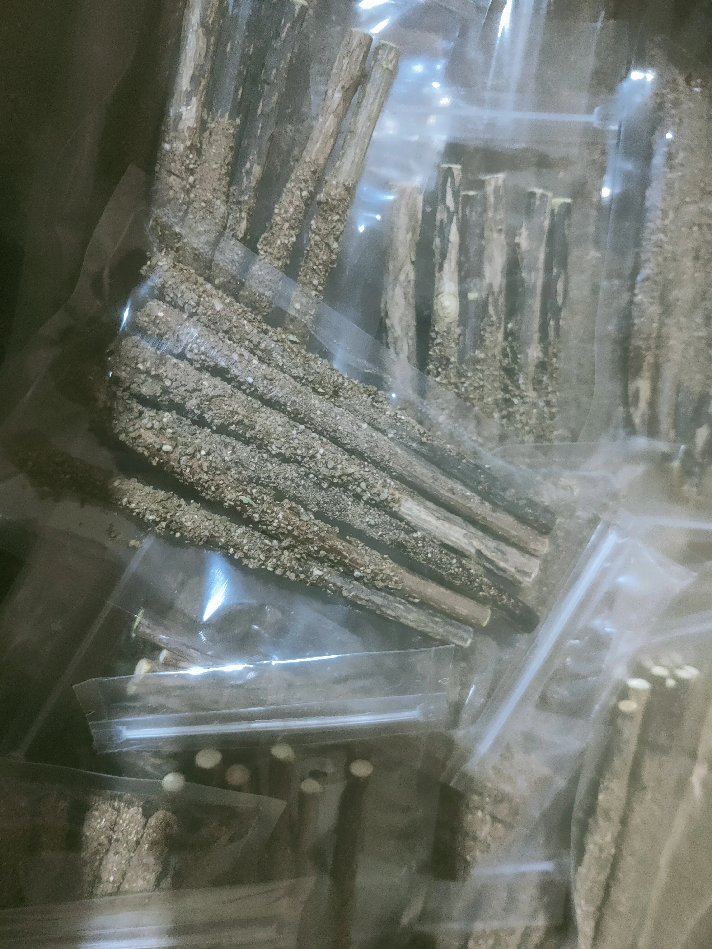 Matatabi Sticks with Catnip Flavor and Gall Fruit Flavor Natural Cat Teeth Cleaning  Molar Stick