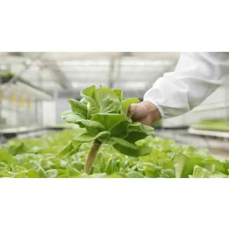 Hot Selling Cheap Custom Indoor Greenhouse Seedling Container Plant Factory
