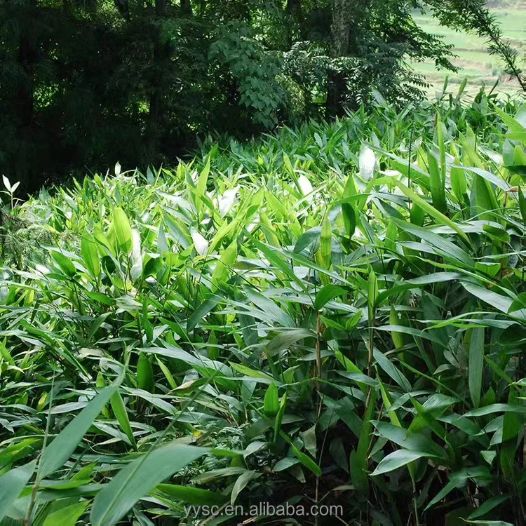 Cheap Biodegradable Bulk Natural Bamboo Leaf Panda Fresh Green Leaves Products for Sushi Leaves Boat Party Decoration