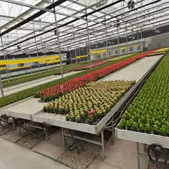 aquaponics greenhouses plastic flood tray rolling benches equipment