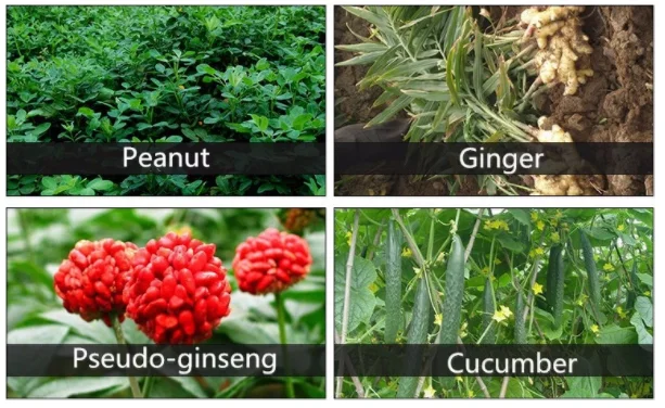 
Factory price powder Biological Fertilizer 300 Billion CFU/g pseudomonas fluorescens 