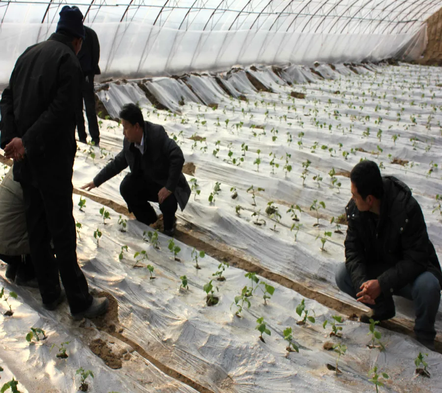 Winter Warm Soil/Brick Back Wall for Planting Tomato/Cucumber without Heating in Cold Winter