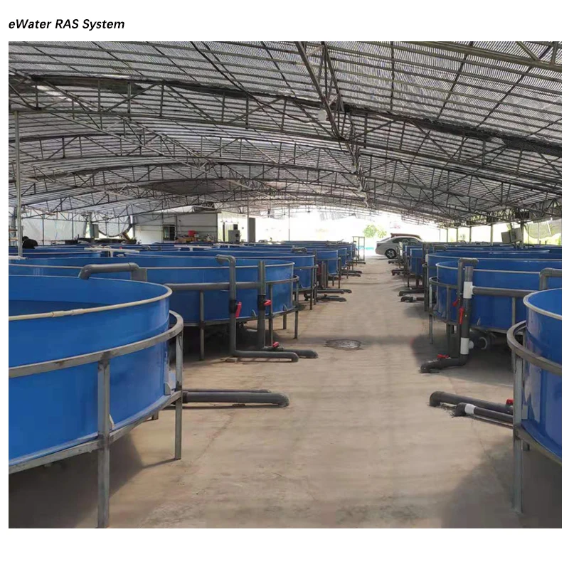 Tilapia Koi Fish Shrimp Indoor Farming Equipment Ras Aquaculture System With Drum Filter Protein Skimmer for Pond or Aquarium