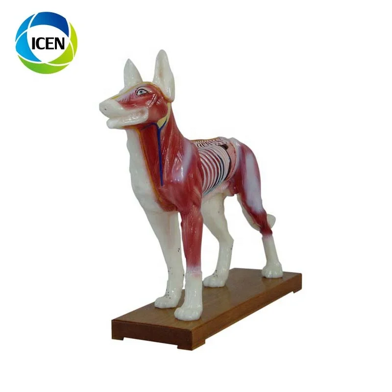 IN-502  Medical Cow Anatomic Acupuncture 3d animal model