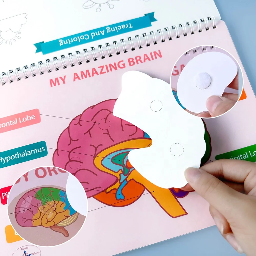 Montessori human body anatomy busy book toy toddlers educational preschool learning activity autism quiet book stickers book set
