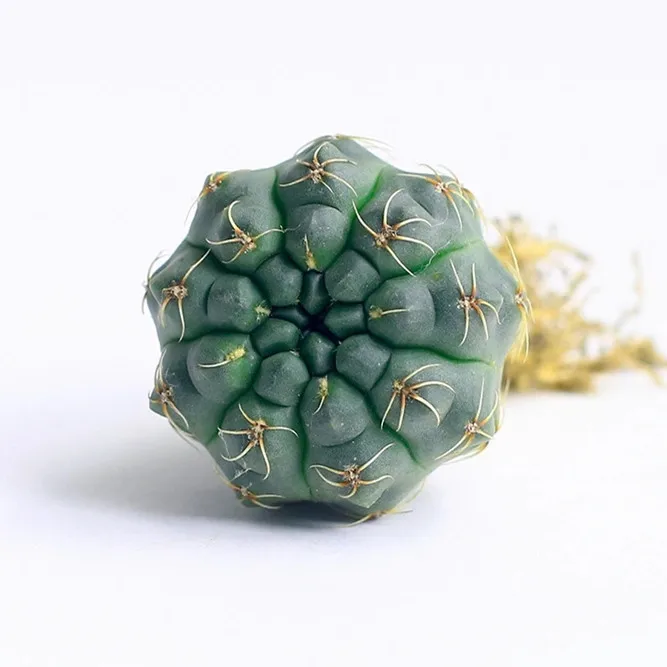 Оптовая продажа, кактус для украшения дома, кактус для сада, натуральный кактус, растение gymnocalydium bundianum 8 см