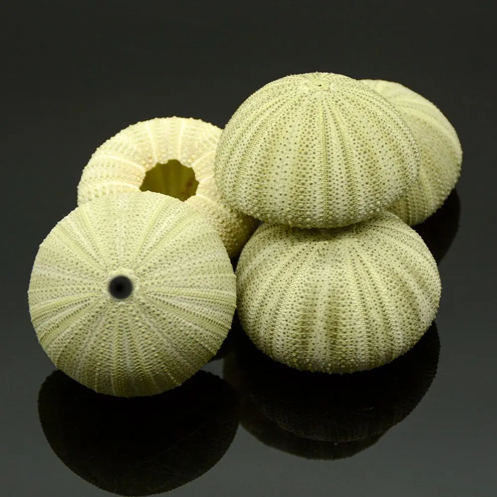 Natural Sea Urchin  Green Snail Shell  For Handicrafts  Best Price Sea Urchin Handicrafts Accessories Natural Shell