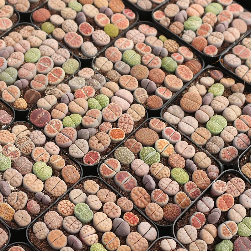 7 * 7pot 25lithops в горшке, прямая продажа, низкая цена, бонсай, суккулент, литопс
