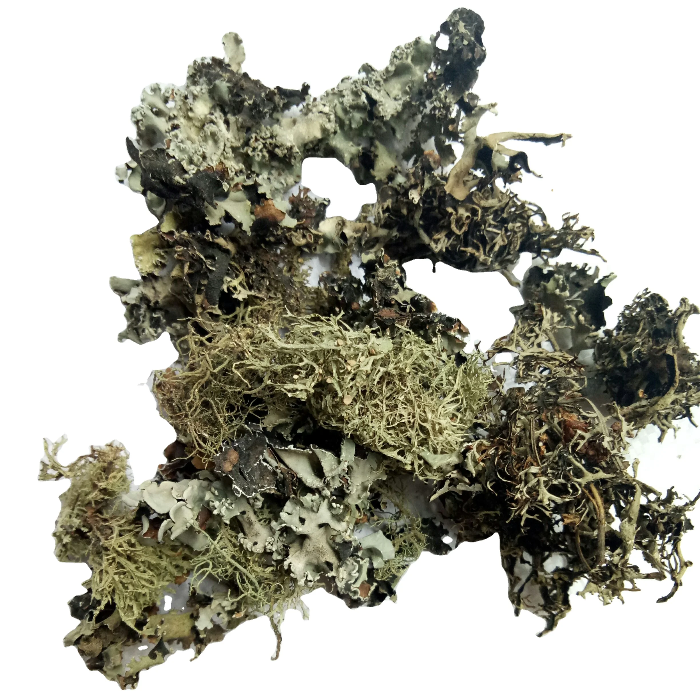 Сырье Ши Хуа, натуральное сухое цельное растение для здорового питания, Parmelia saxatilis