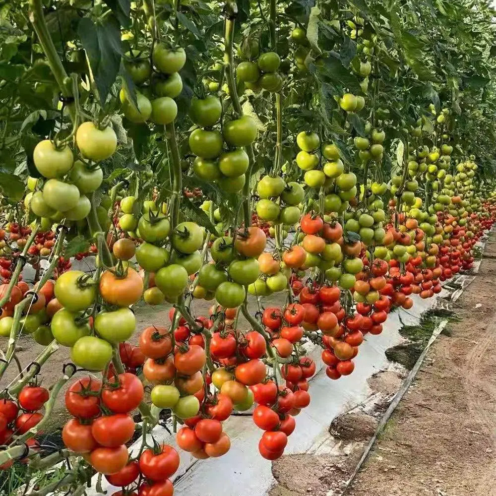 Недорогая многопролетная пластиковая пленка сельскохозяйственная теплица садовая зеленая для теплиц